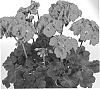 Pelargonium%20zonale%20%27Duevilicha%27
