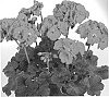 Pelargonium%20zonale%20%27Duevilicha%27