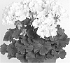 Pelargonium%20zonale%20%27Duesawispla%27
