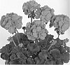 Pelargonium%20zonale%20%27Duevicher09%27