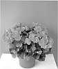 Begonia%20x%20hiemalis%20%27Betuko%27