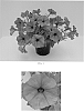 Petunia%20x%20hybrida%20%27Balspunburg%27