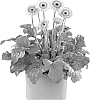 Gerbera%20jamesonii%20%27Flopacific%27