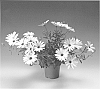 Osteospermum%20ecklonis%20%27Osectrawhi%27