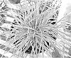Pennisetum%20setaceum%20%27Sky%20Rocket%27