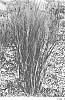 Panicum%20virgatum%20%27Huron%20Solstice%27