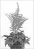 Astilbe%20crispa%20x%20Astilbe%20japonica%20%27Moulin%20Rouge%27