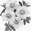 Calibrachoa%20sp.%20%27Duealtisopi%27