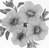 Calibrachoa%20sp.%20%27Duealtihotpi%27