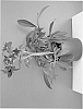 Helleborus%20orientalis%20%27HLR%20120%27
