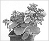 Hylotelephium%20spectabile%20%27Twinkling%20Star%27