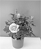 Rosa%20hybrida%20%27Evera208%27