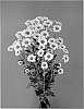 Chrysanthemum%20x%20morifolium%20%27Deknyaka%27