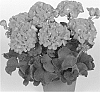 Pelargonium%20zonale%20%27Dueimpres%27