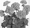 Pelargonium%20zonale%20%27Duevifuchs%27