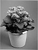 Kalanchoe%20blossfeldiana%20%27Reese%27