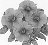 Calibrachoa%20sp.%20%27Duealhotor%27