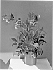 Helleborus%20orientalis%20%27HLR%20140%27