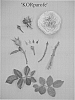 Rosa%20hybrida%20%27KORparofe%27