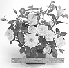 Rosa%20hybrida%20%27WEKgojolo%27