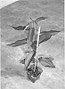 %28Prunus%20dulcis%20x%20P.%20persica%29%20x%20P.%20persica%20%27Tempropac%27