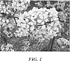 Pyrus%20communis%20L.%20%27Roksolana%27