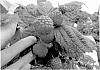 Rubus%20idaeus%20L.%20%27Pacific%20Royale%27