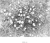 Lantana%20sp.%20%27Chapel%20Hill%20Gold%27