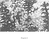 Lagerstroemia%20indica%20x%20Lagerstroemia%20indica%20x%20fauriei%20%27Crapemyrtle%20%27Chocolate%20Mocha%27