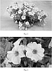 Petunia-Calibrachoa%20hybrid%20%27SAKPXC005%27