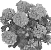 Pelargonium%20peltatum%20%27Duepasalre%27