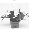 Rhipsalidopsis%20x%20hybrida%20%27PKMRH01%27