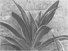 Dracaena%20deremensis%20%27Lauren%27