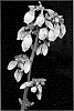 Vaccinium%20corymbosum%20L.%20%27FL01-173%27