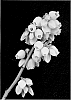 Vaccinium%20corymbosum%20L.%20%27FL96-43%27