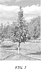 Malus%20domestica%20%28Borkh.%29%20%27PLFOG99%27