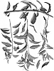 Prunus%20cerasifera%20x%20Prunus%20dulcis%20%27PAC%20941%27