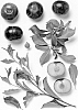 Prunus%20salicina%20%27Black%20Garabedian%27