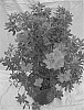 Rhododendron%20hybrida%20%27RLH1-1P2%27