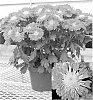 Chrysanthemum%20x%20morifolium%20%27Yoencino%27