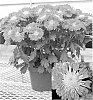 Chrysanthemum%20x%20morifolium%20%27Yoencino%27