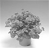 Ageratum%20houstonianum%20%27Agbapur%27