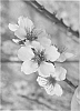 %5B%28Prunus%20dulcis%20x%20P.%20persica%29%20x%20%28P.%20dulcis%20x%20P.%20persica%29%5D%20%27Nanopac%27