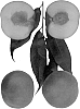 Prunus%20persica%20%27Sunnirich%27