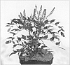 Mahonia%20hybrid%20%27Cabaret%27