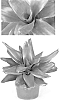 Neoregelia%20hybrid%20%27Maria%27