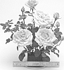 Rosa%20hybrida%20%27ORAclelon%27
