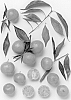 Citrus%20reticulata%20blanco%20%27Parga%20No.%202%27