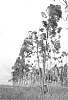 Eucalyptus%20grandis%20%27G1%27
