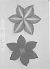 Clematis%20viticella%20%27Evipo016%27